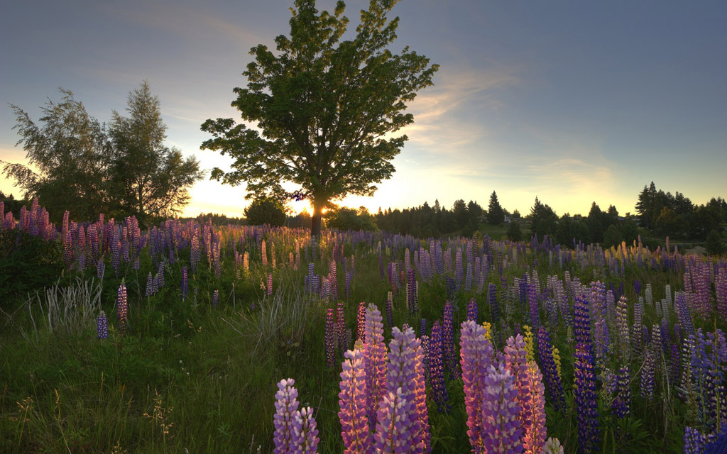春季花卉风景图 图片素材下载-自然风景-自然景观