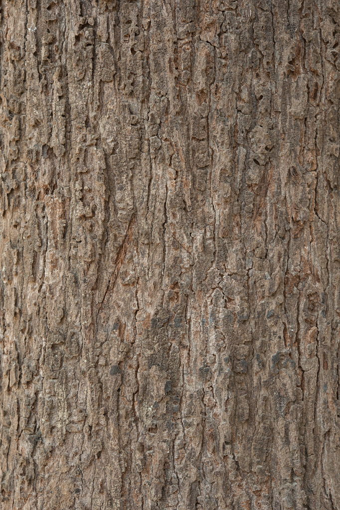 树皮状木板图片