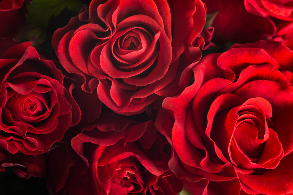 红红的玫瑰花图片