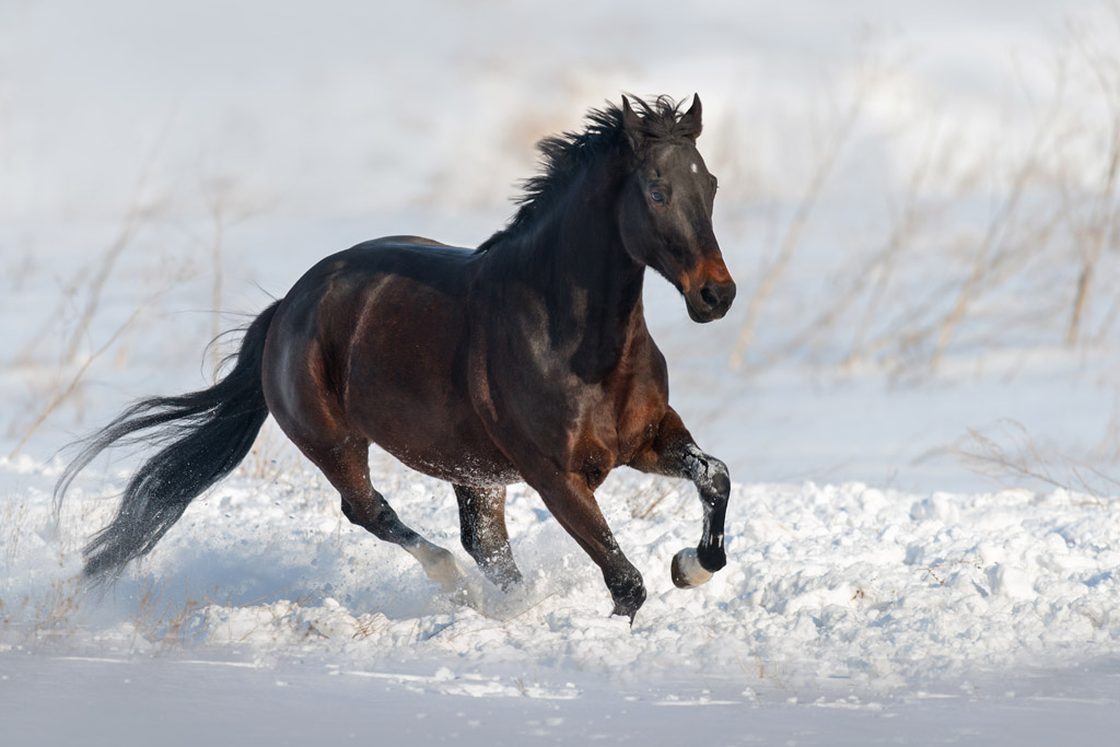 冬天雪地里的马图片