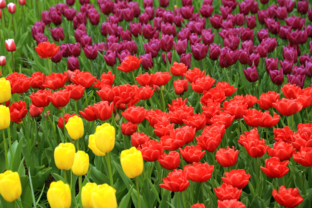 彩色花朵园林风景 图片素材下载-自然风景-自然景观