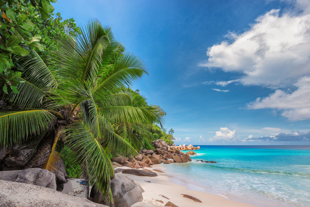 大海椰子树图片