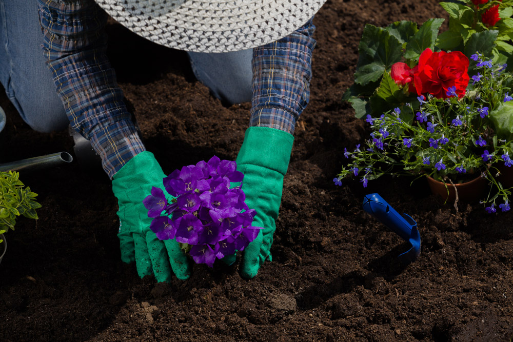 栽种紫花园艺工人图片