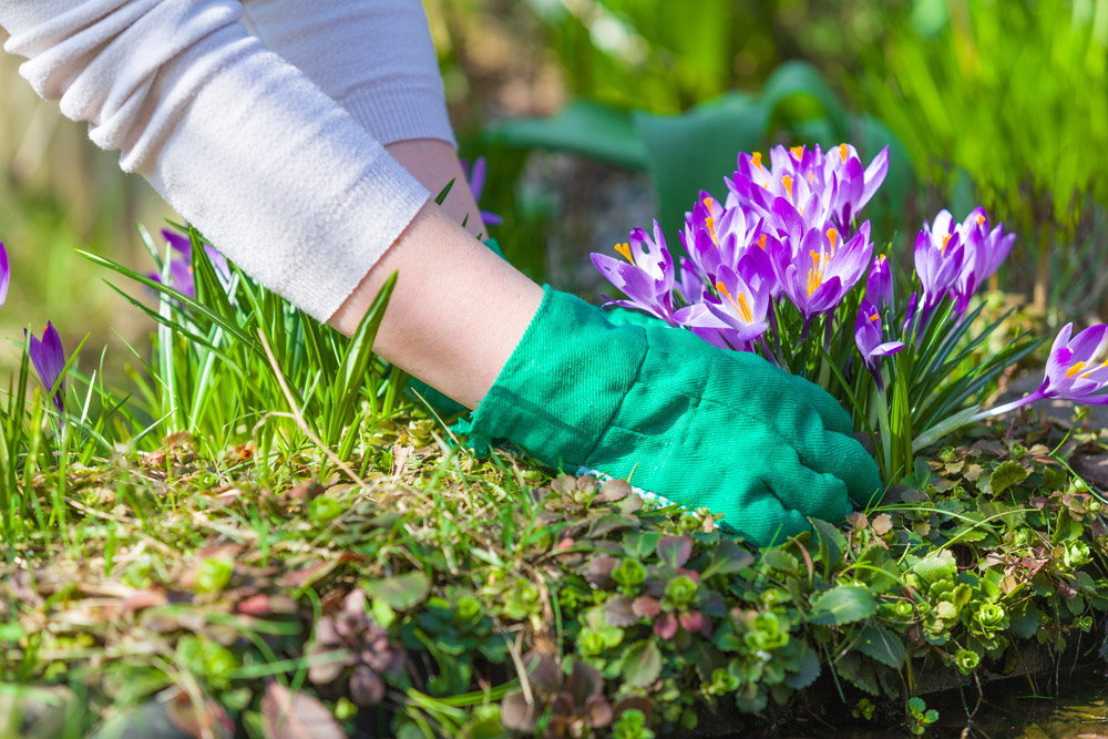 戴手套种紫花的园艺工人图片