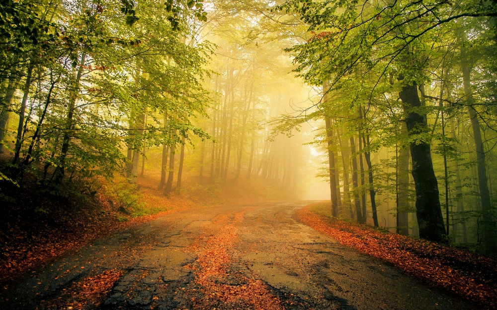 景观,薄雾,旧,路,树叶,森林,早上,树木,冷静220766