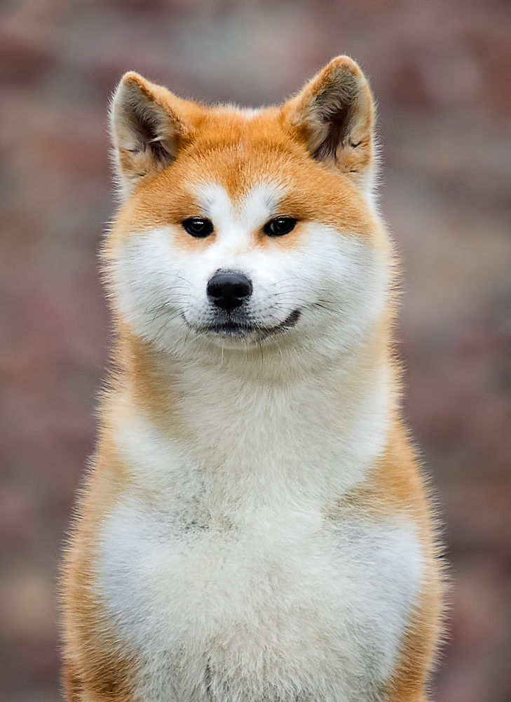 黄白大狗