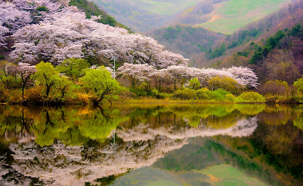 美丽优美自然粉红色森林水边湖边森林自然景观美丽风景高清图片