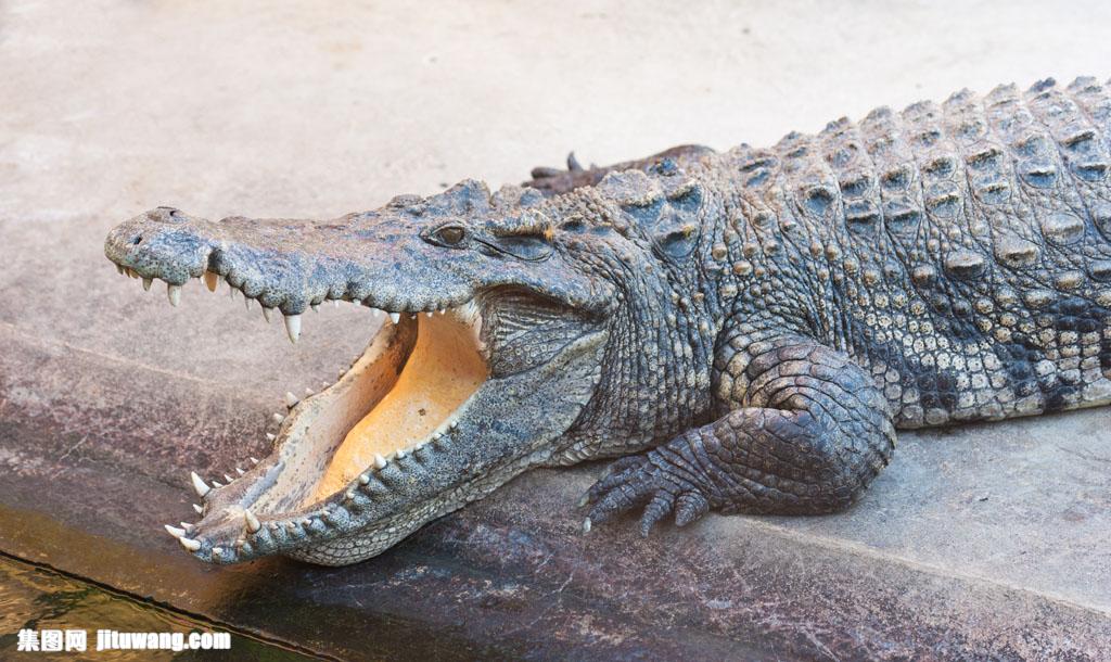 血喷大口的鳄鱼图片