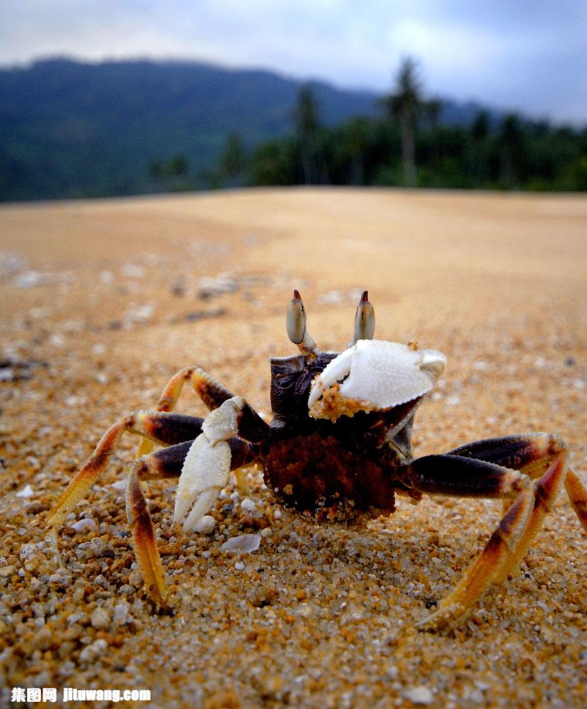 沙滩上的螃蟹图片素材下载(图片id:637967)_-陆地动物-图片素材_ 集