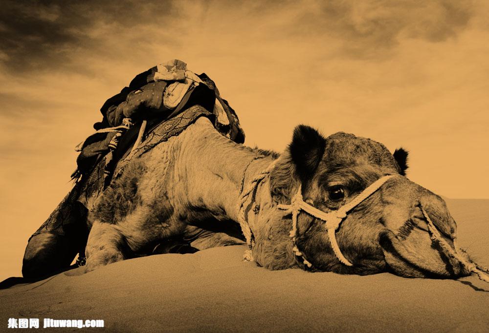 300 dpi 芳纪 图片素材 生物世界 陆地动物 > 趴在沙漠上的骆驼