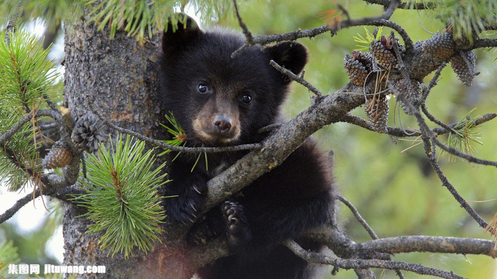 树上的黑棕熊图片