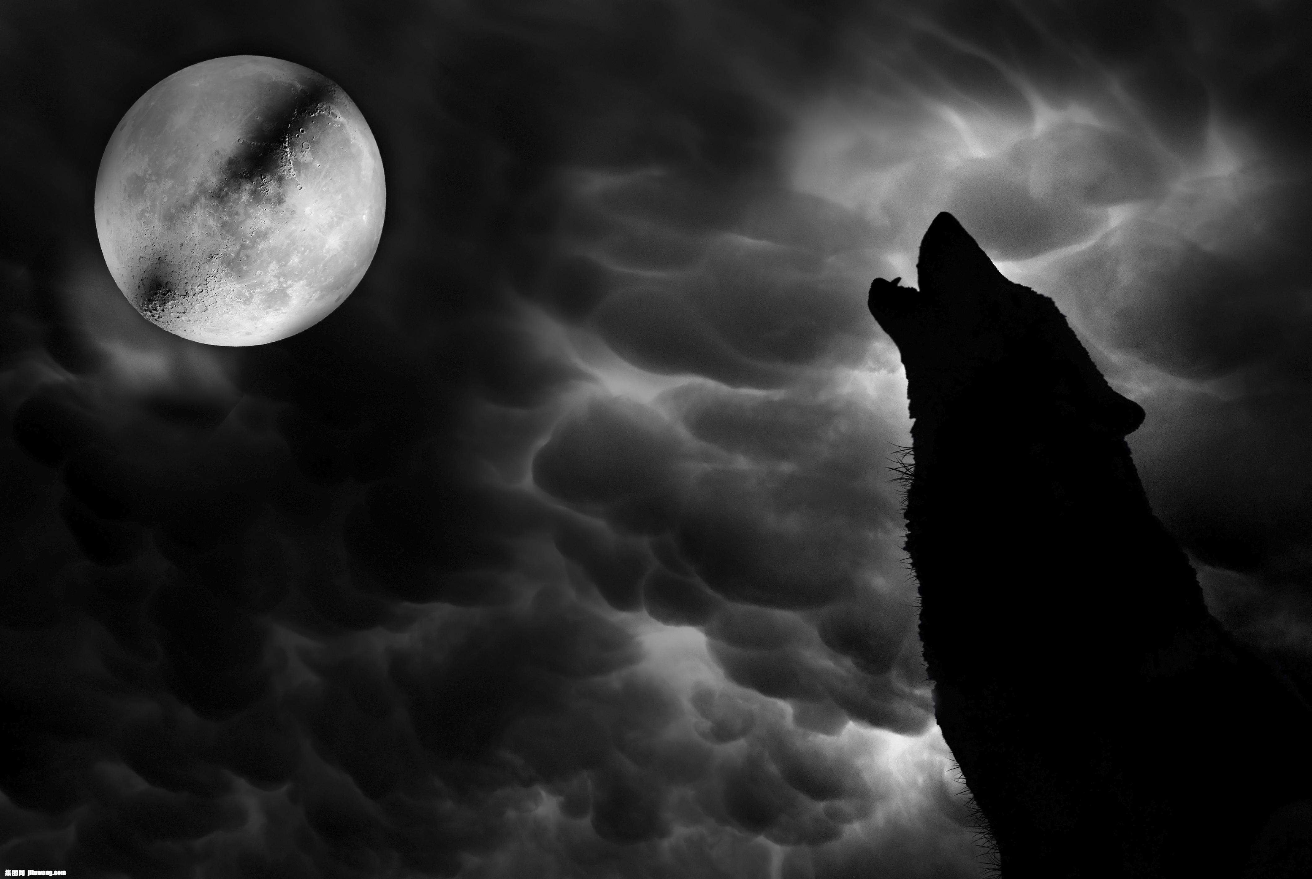 狼壁纸月亮图片