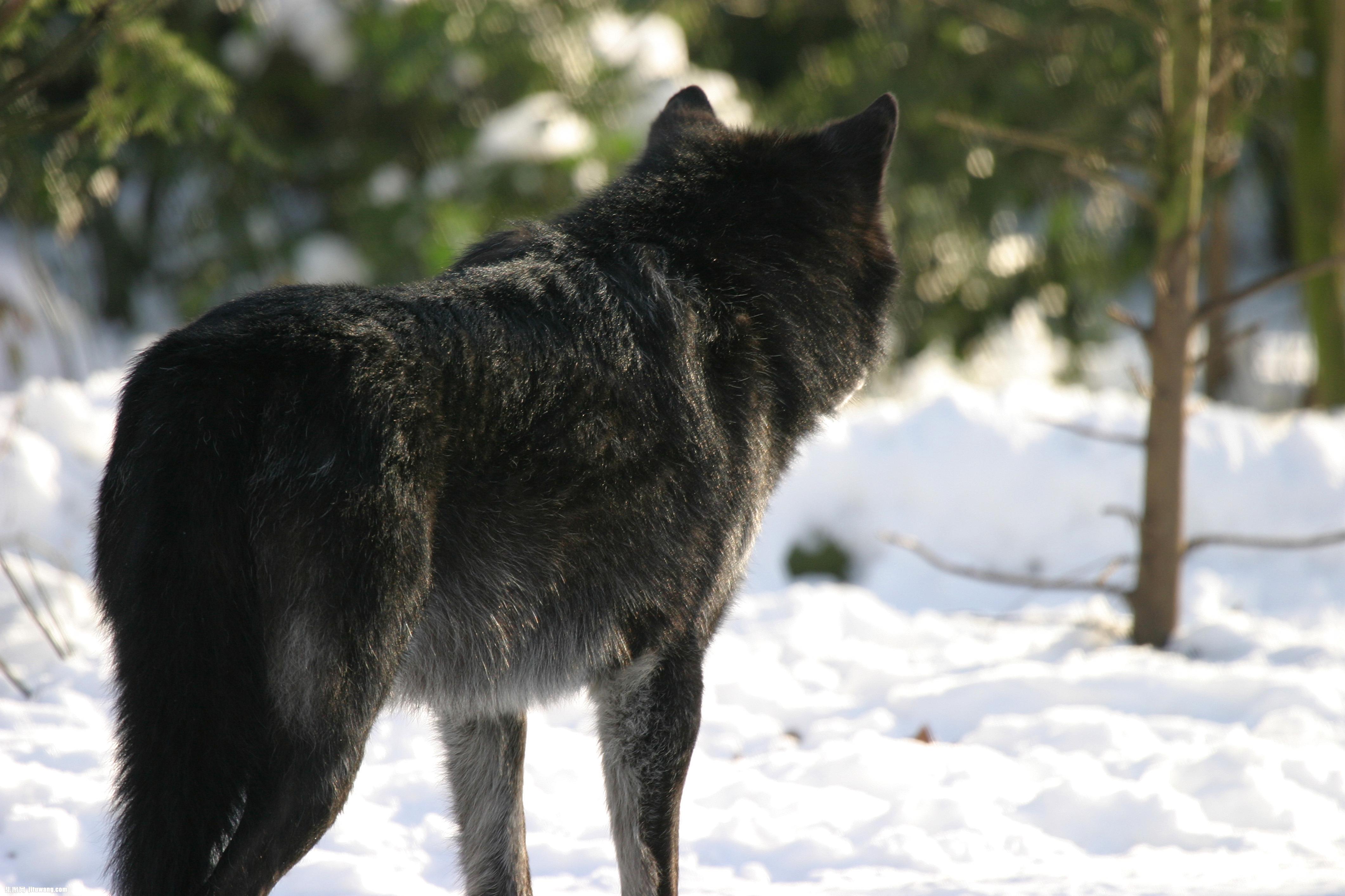 Beautiful Black Wolf - Wolves Photo (37928565) - Fanpop