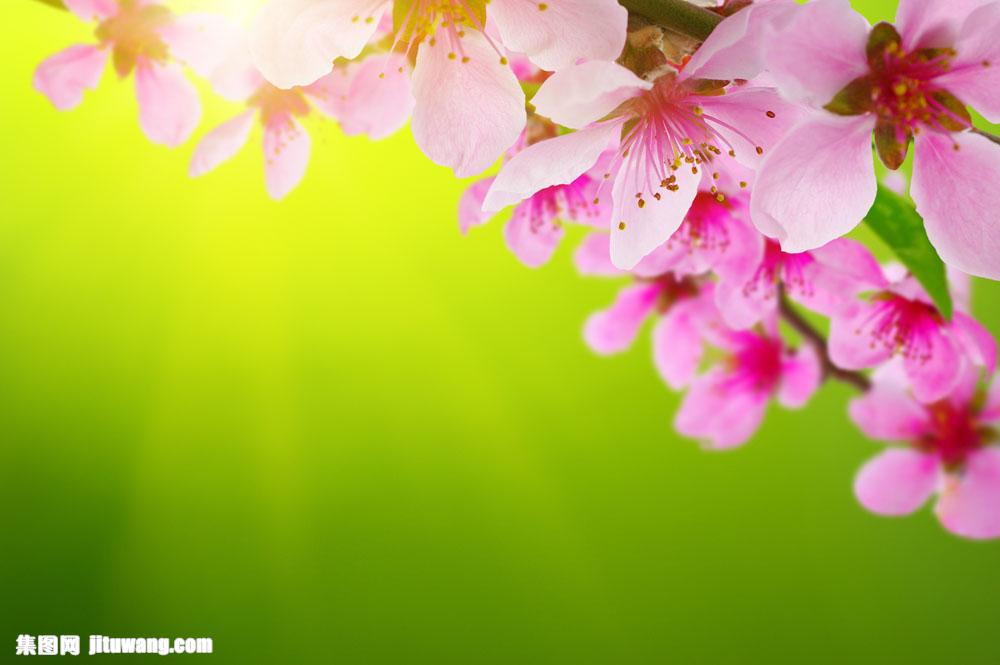 粉色桃花绿色背景 图片素材下载-花草树木-生物世界-图片素材 - 集