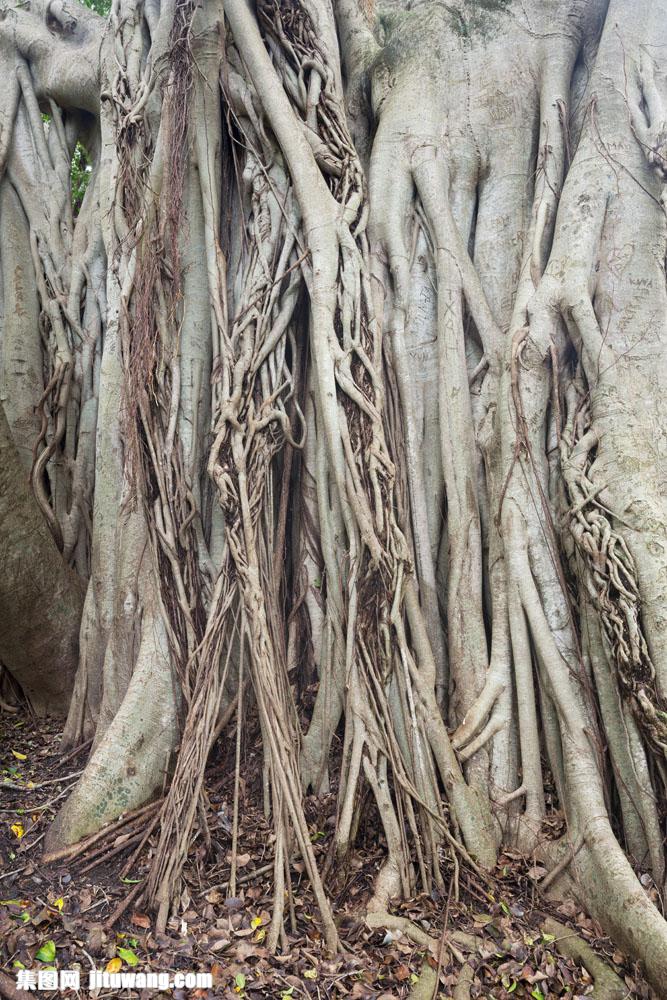 关键词:树根风景摄影图片下载,树根风景摄影,大树,树木,树根,植物