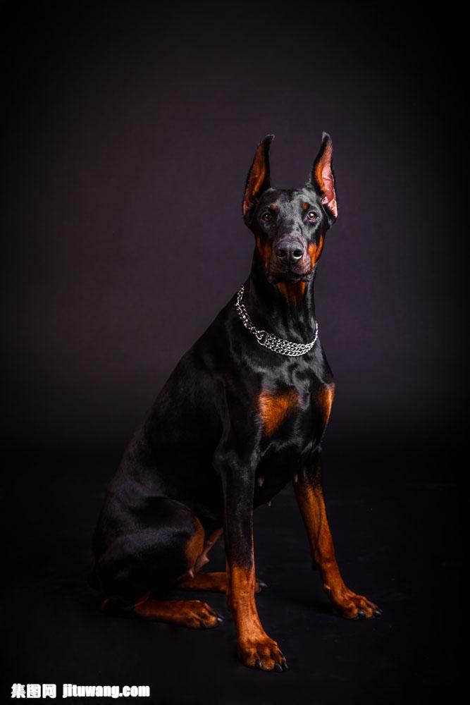 坐在地上的多伯曼短尾狗