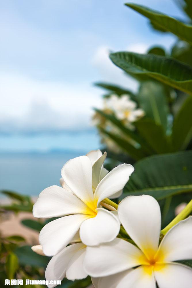 分辨率:  300 dpi 集图网 图片素材 生物世界 花草树木 > 美丽鸡蛋花