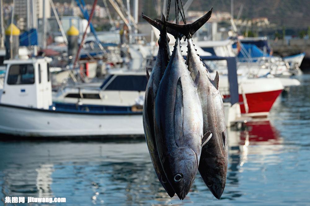 鱼船和海鱼图片