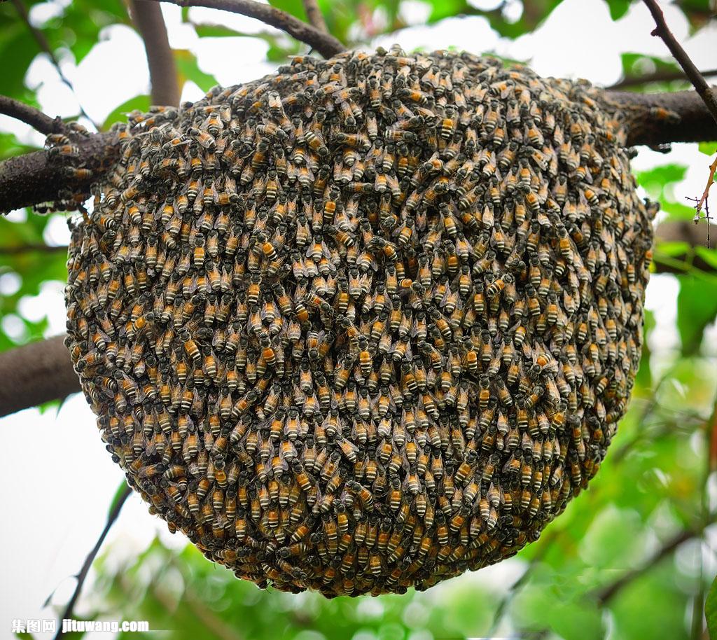 树枝上的一堆蜜蜂图片