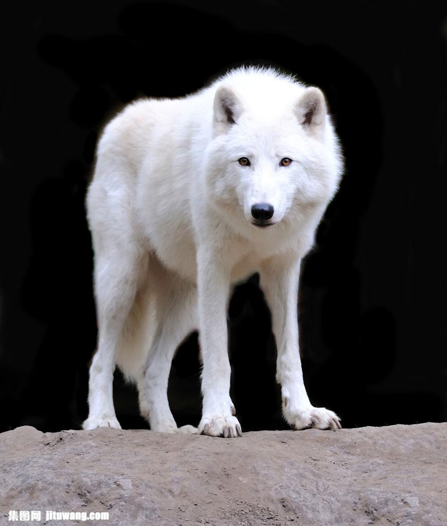 石头上的白狼