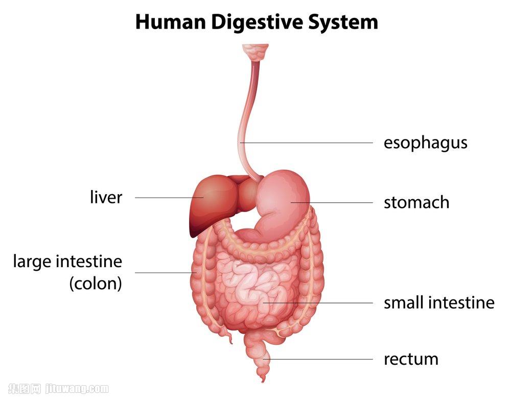 人體消化系統內臟