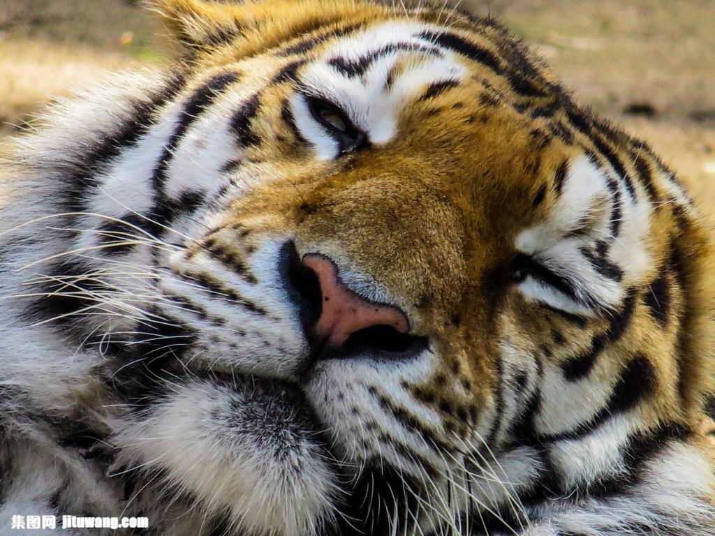 关键词:眯着眼睛的老虎图片下载,老虎,猛虎,猛兽,野兽,动物摄影,动物
