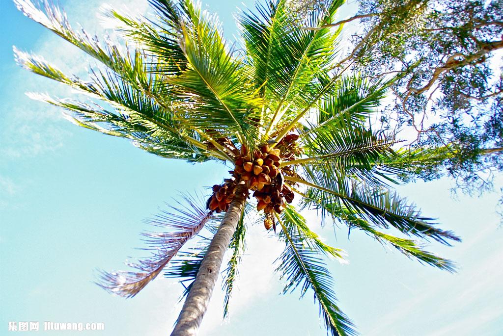 成熟的椰子树图片