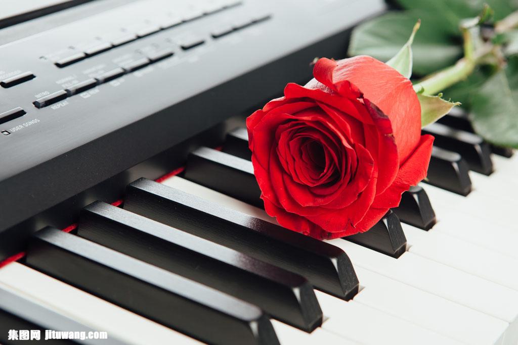 钢琴上的玫瑰花