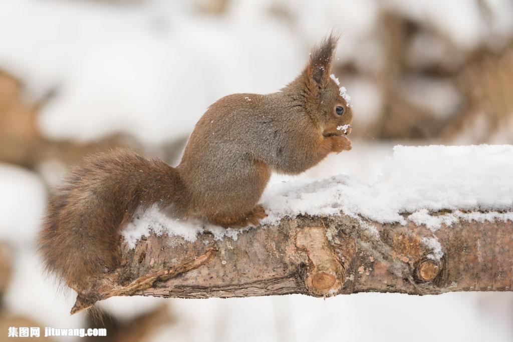 咬雪花的酷鼠 图片素材下载-陆地动物-生物世界-图片素材 - 集图网