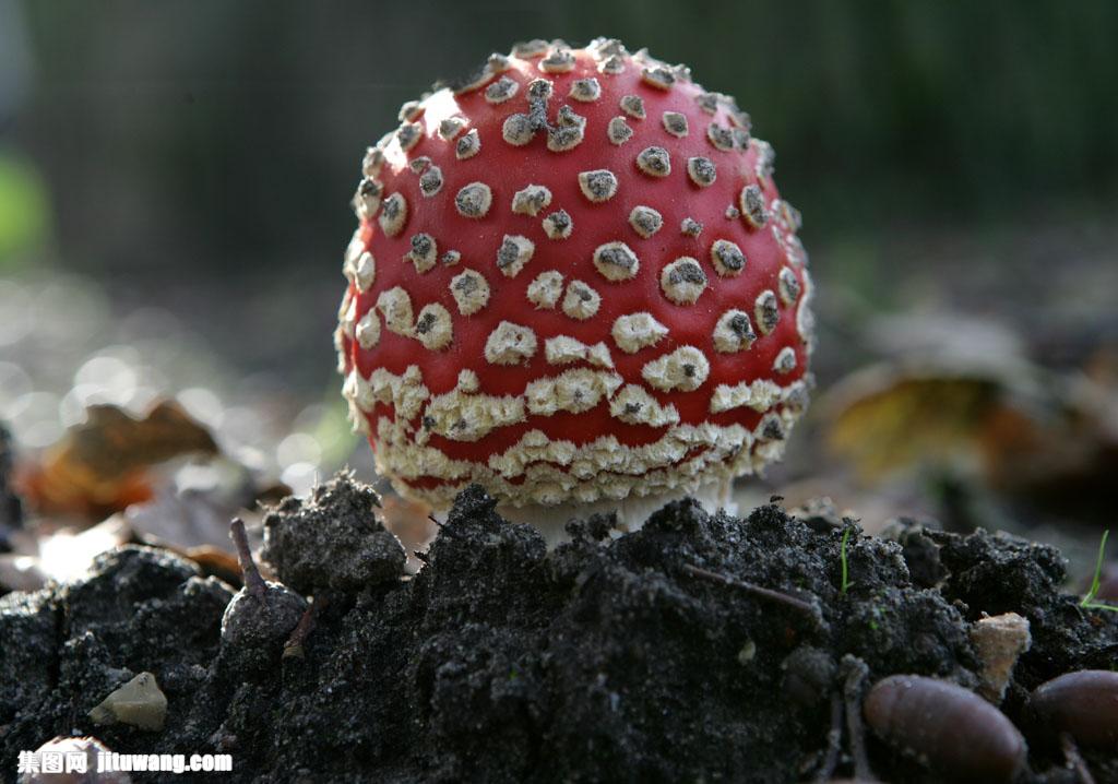 草莓菇有毒吗图片图片
