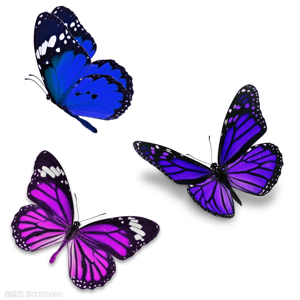 蓝色与紫色蝴蝶图片