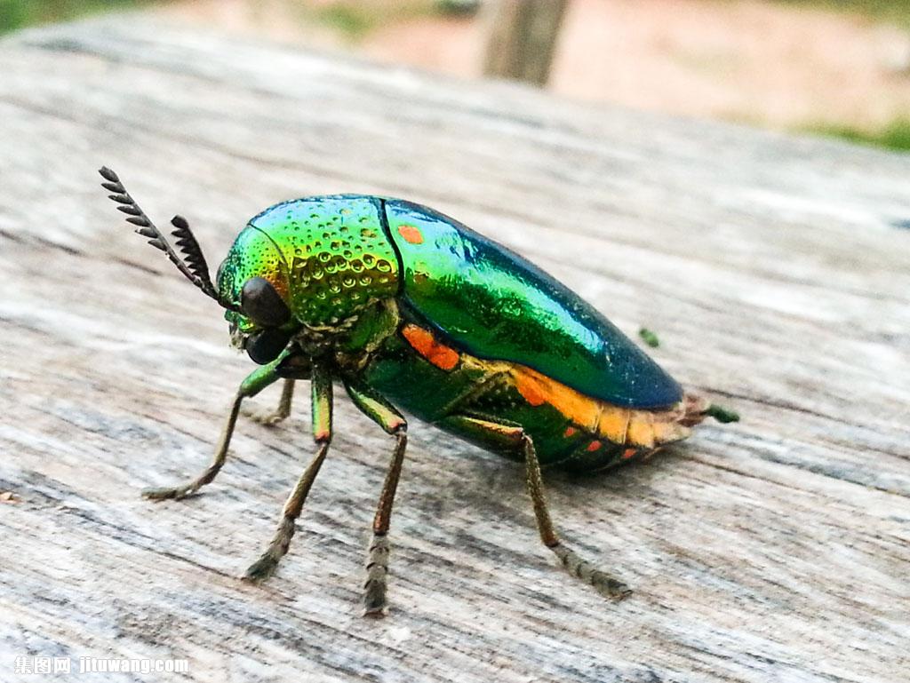 木板上的彩色昆虫图片