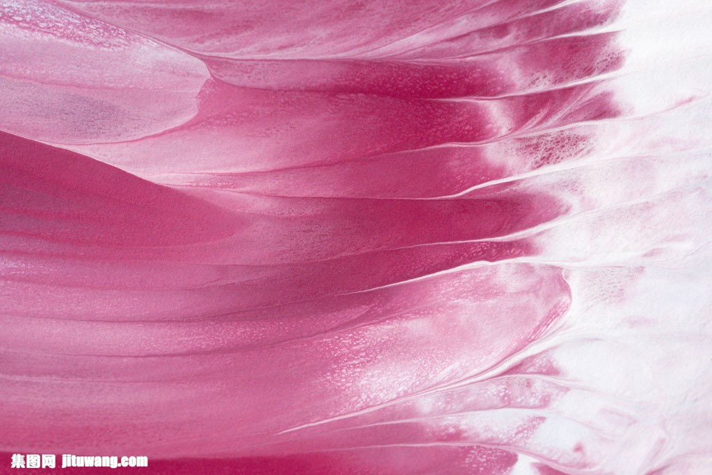 8mb 分辨率:  240 dpi 集图网 图片素材 背景花边 底纹背景 > 玫红花