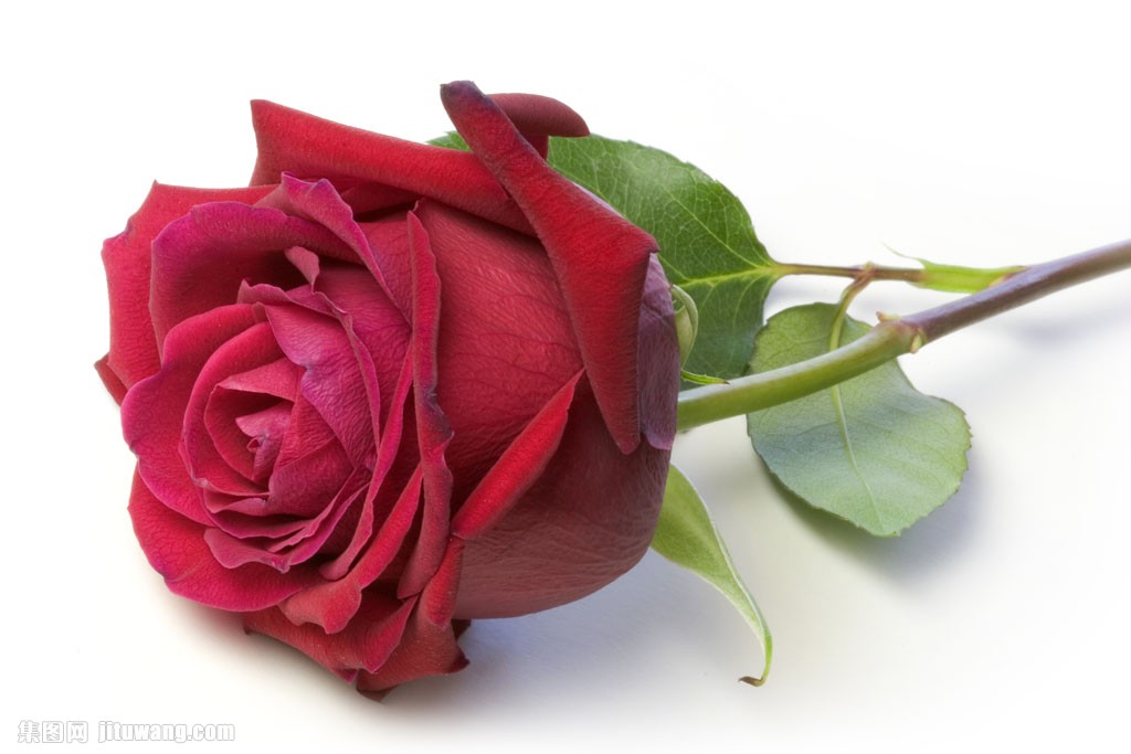 一枝玫瑰花图片