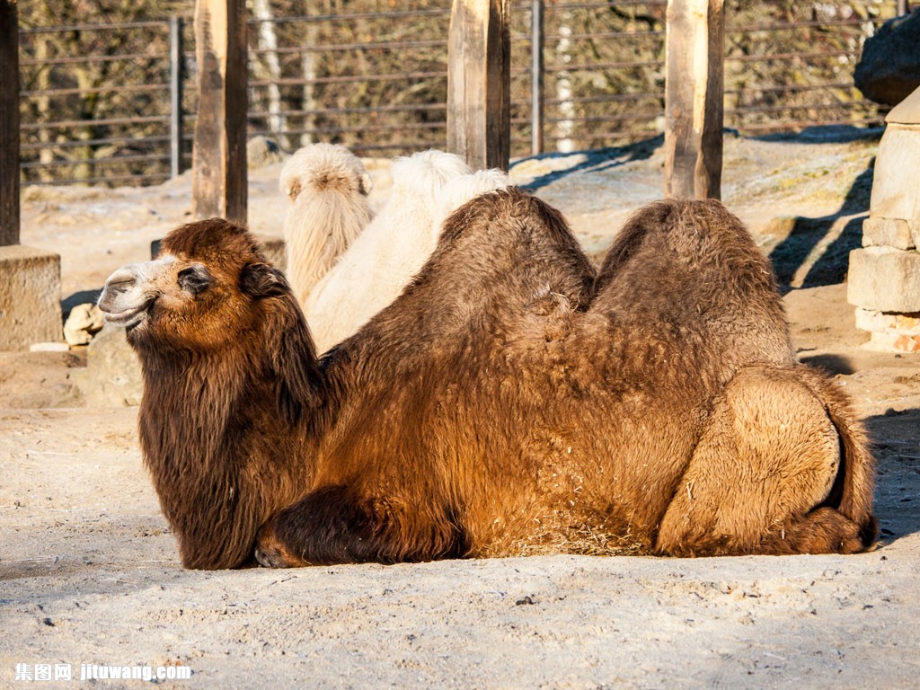 動物園裡的駱駝圖片