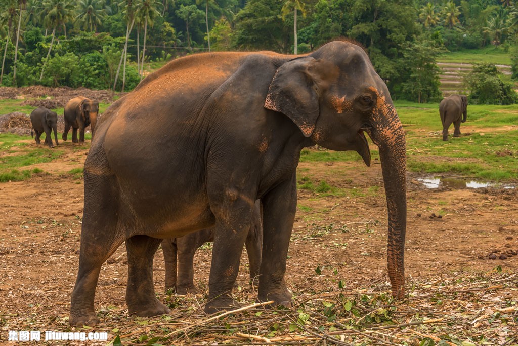 东南亚大象摄影图片素材下载(图片id:796167)_-陆地动物-图片素材_ 集