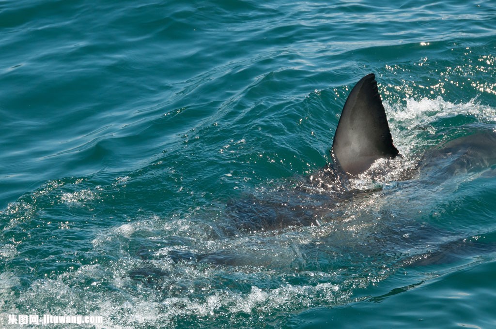 关键词:鲨鱼鳍图片下载,鲨鱼鳍图片,鱼鳍,鲨鱼,海洋生物,海洋动物