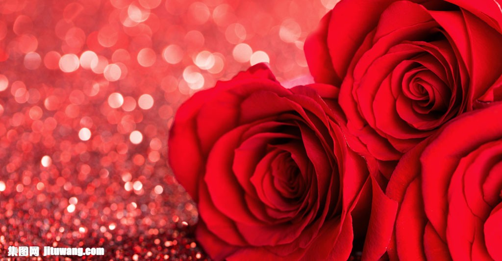 斑和红色玫瑰花