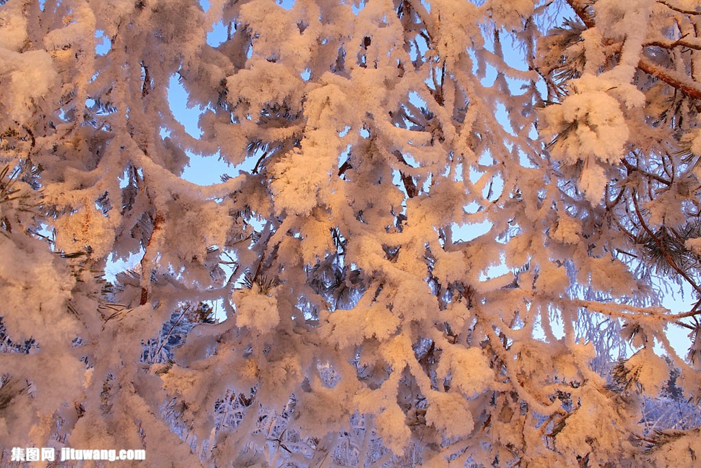 雪花树生态板图片