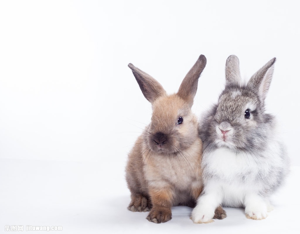 清一和兔子的照片图片