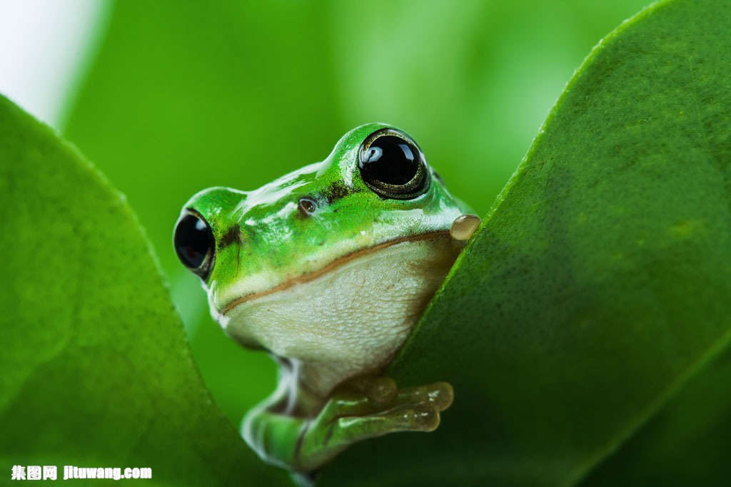 树叶上的青蛙 图片素材下载-陆地动物-生物世界-图片素材 - 集图网