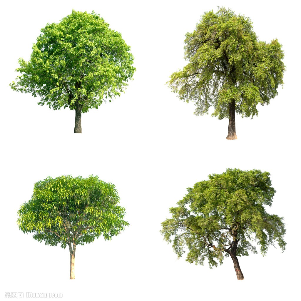 四棵绿树 图片素材下载