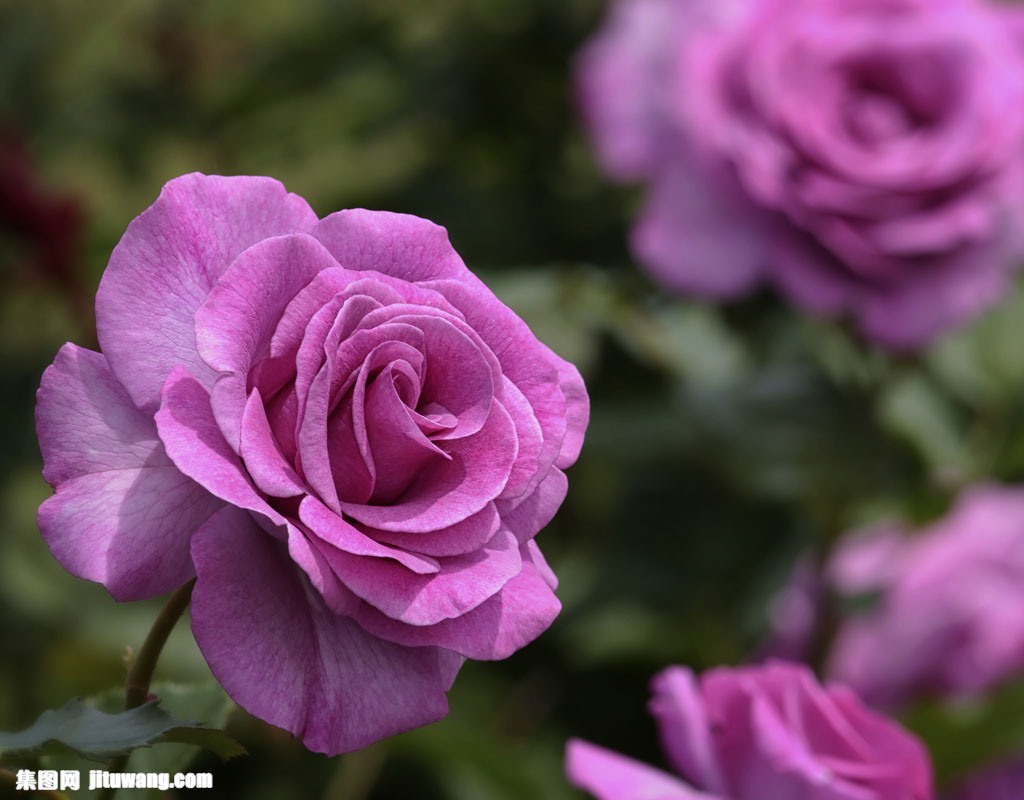 盛开的紫玫瑰花图片