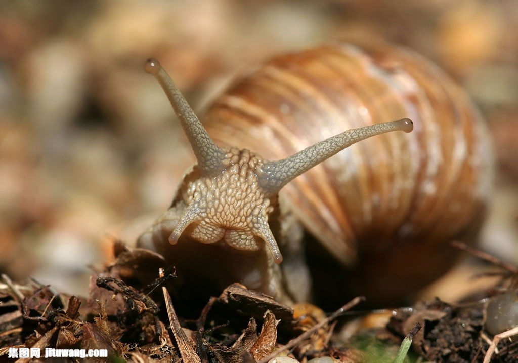 观赏蜗牛品种图片图片