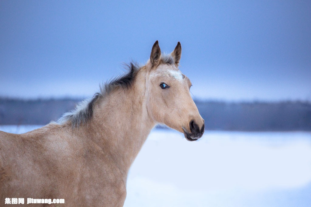 雪地冬天马