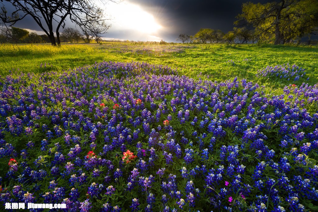 300 dpi 集图网 图片素材 自然景观 自然风景 > 紫色鲜花草地