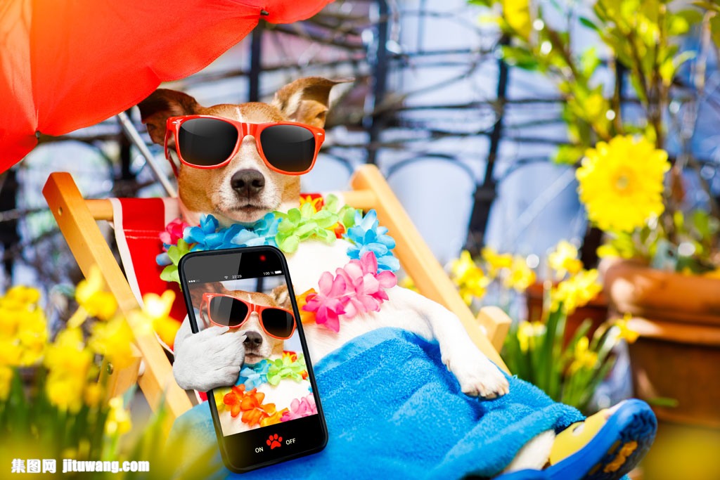 手机自拍狗图片素材下载(图片id:855186)_-陆地动物-图片素材_ 集图网