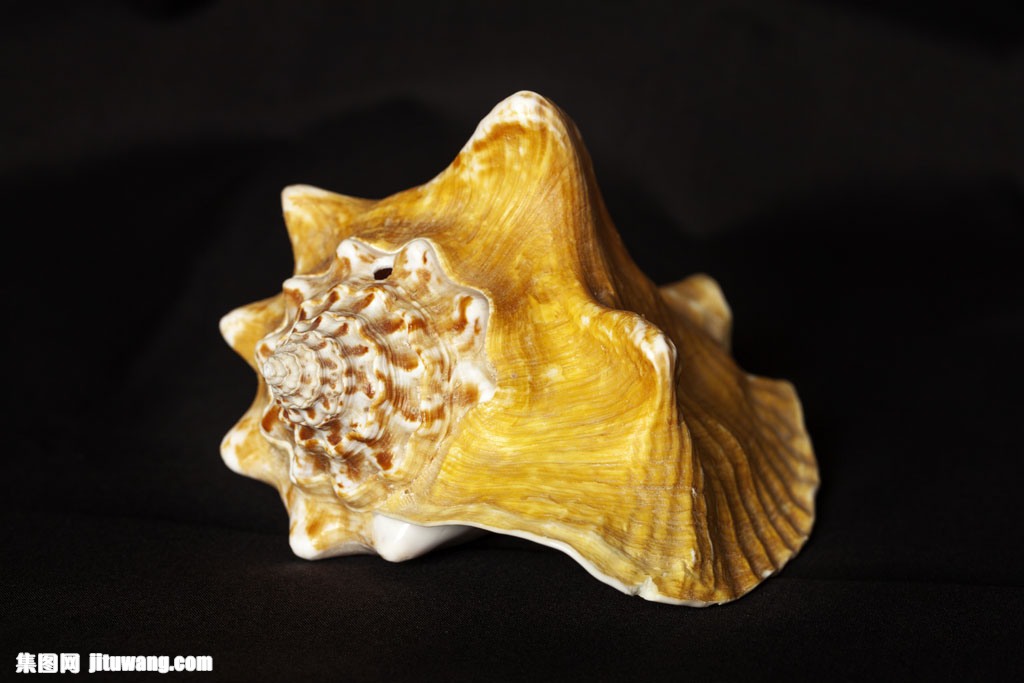 goldsteel金色海螺图片