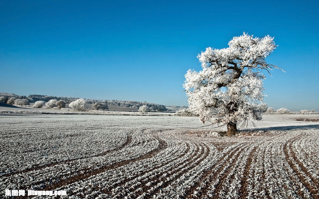 雪花,雪地,树林,大树,雪地美景,冬季风景,雪景,冬天景色壁纸,菜地