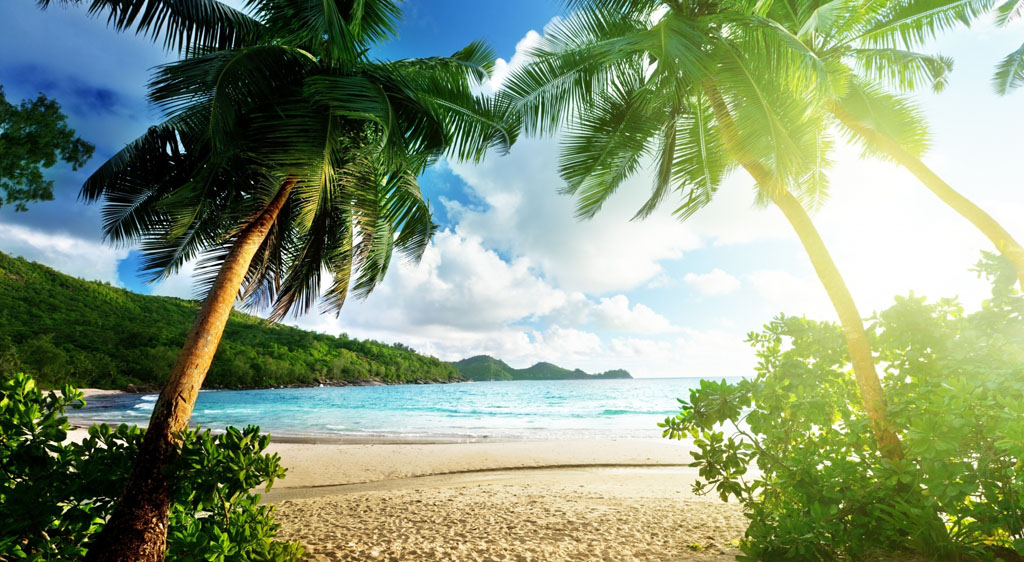 沙滩椰树景色 图片素材下载